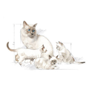 ROYAL CANIN BABYCAT MILK - tejpótló tápszer kölyökmacska részére