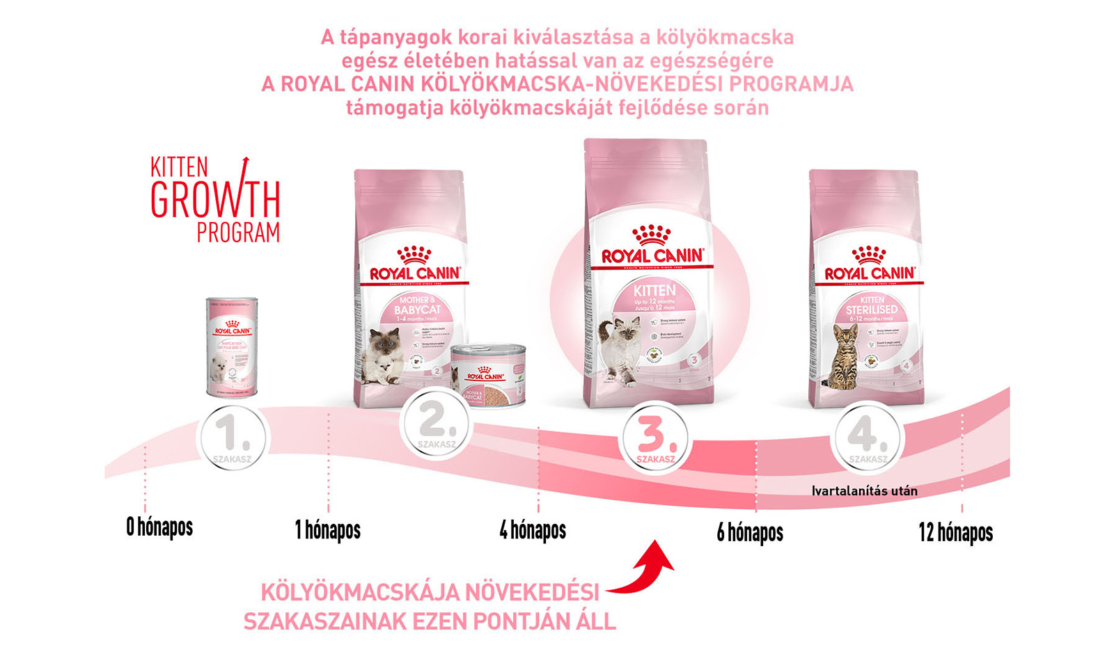 royal canin kitten