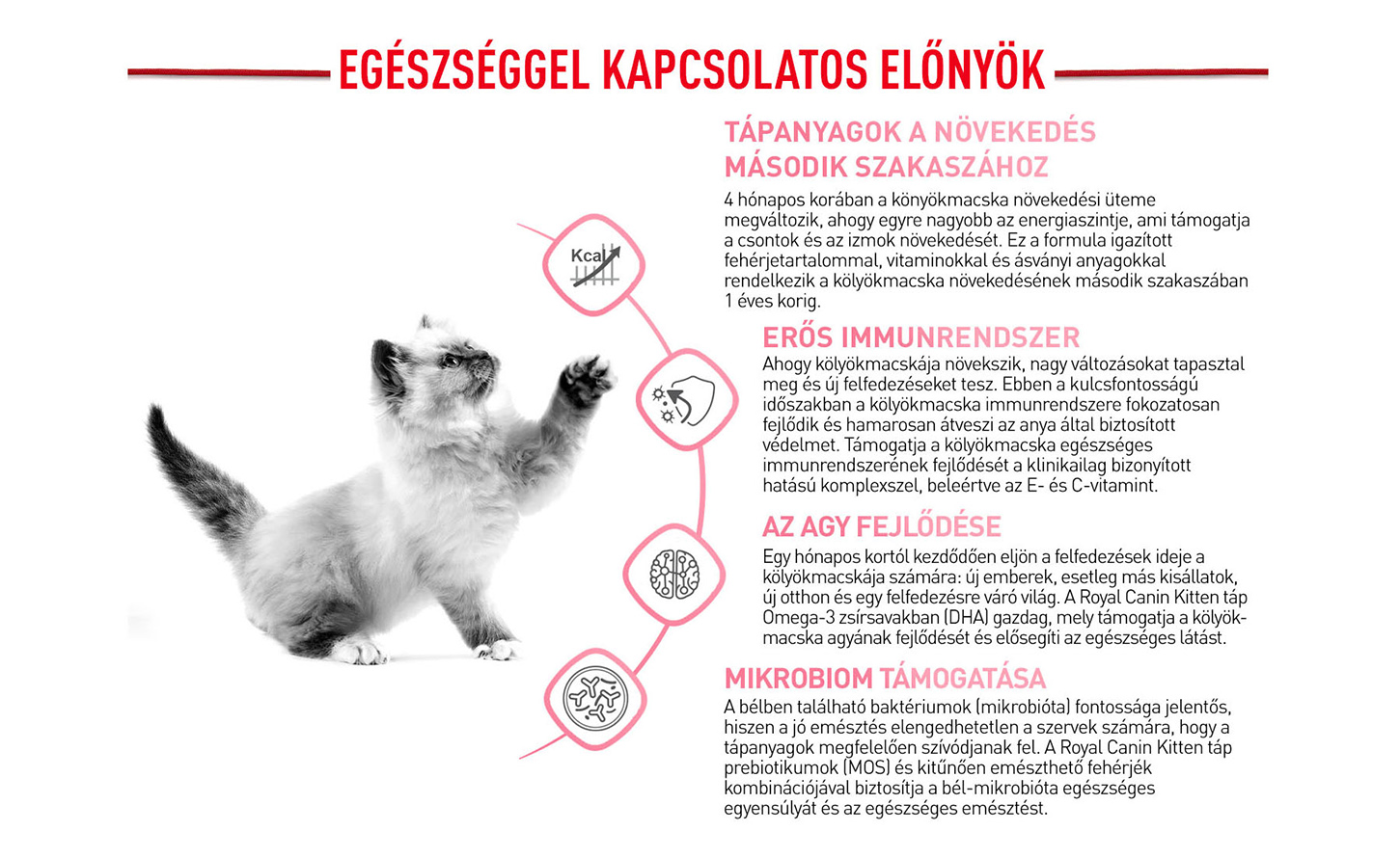 royal canin kitten